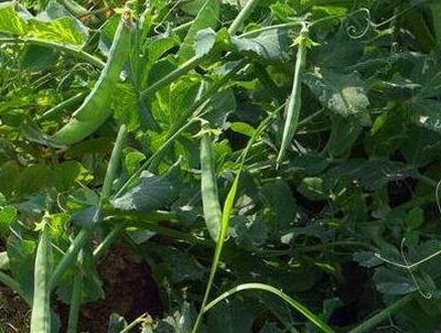 豌豆种植时间及种植要点