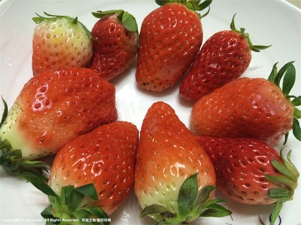 冬草莓怎样科学施肥