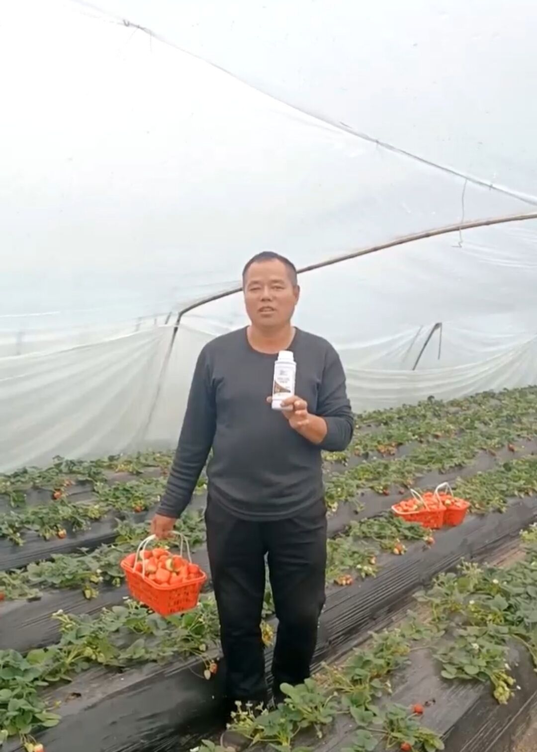 春风碧波果飘香，科学施肥巴格尔创造高产奇迹！